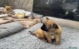 Chihuahua dogs for sale: Chihuahua long coat puppies ...only BOY left - Image 31