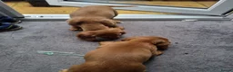 Cocker Spaniel dogs for sale: Cocker spaniel pups - Advert 9