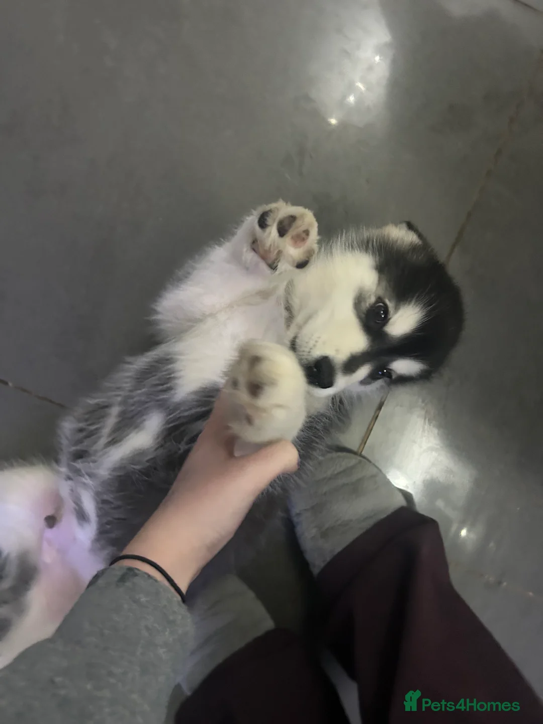Alaskan Malamute dogs for sale: LAST BABY BOY! - Advert 3