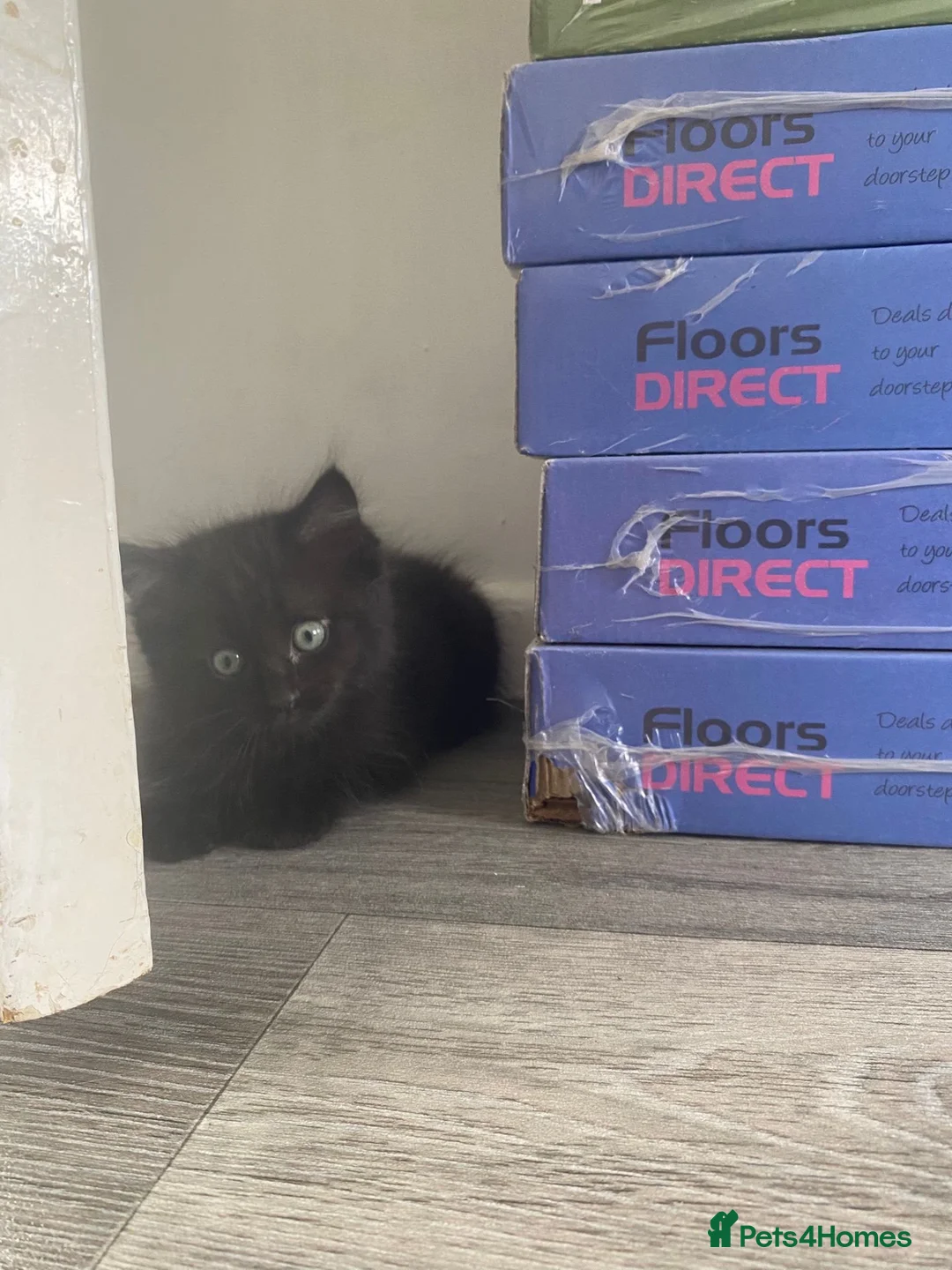 Ragdoll cats for sale: Ragdoll x British short hair  in Leicester - Advert 2