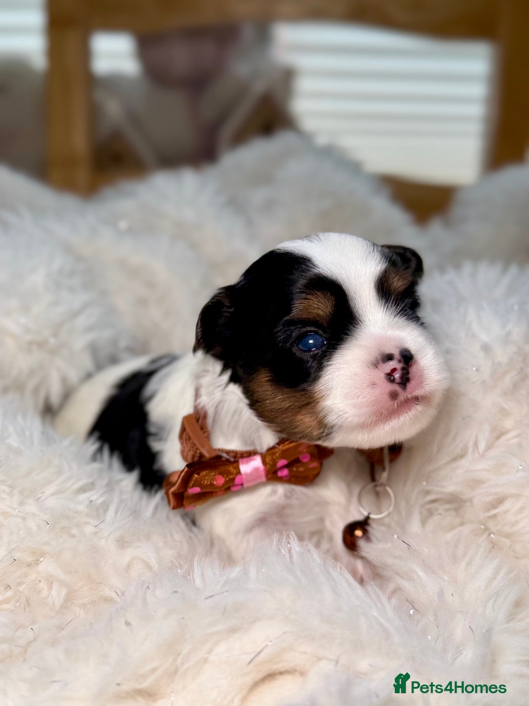 Yorkshire Terrier dogs for sale: BIEWER YORKIE PUPPIES 4 Available Licensed Breeder - Advert 18