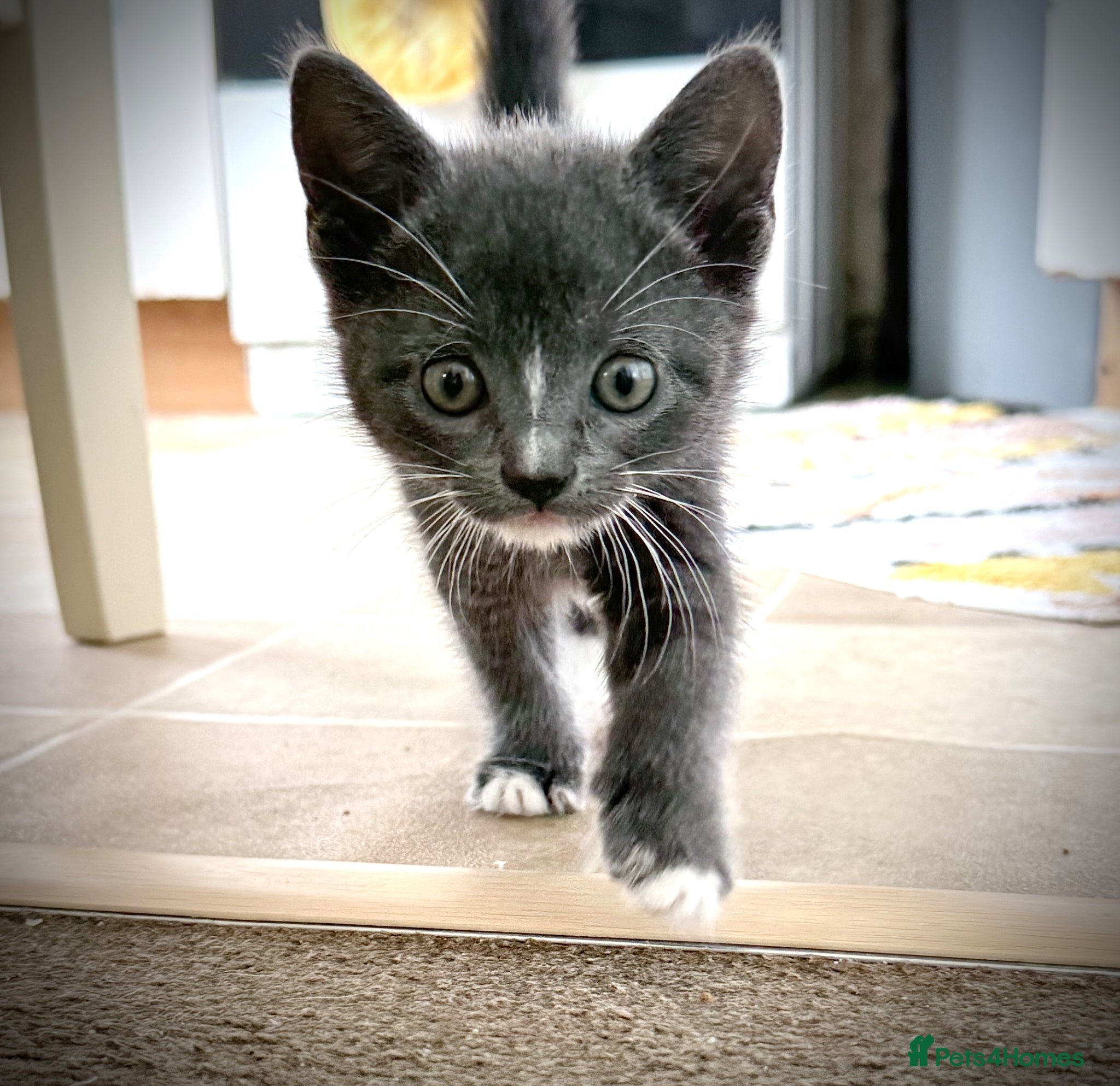 Mixed Breed cats 🐾 Ready to Leave Bombay X Turkish Van Kittens 🐾 - Advert 8