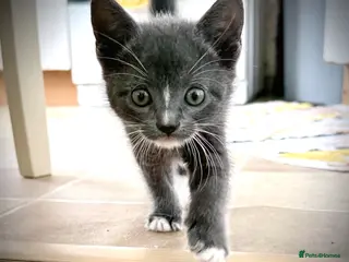 Mixed Breed cats 🐾 Ready to Leave Bombay X Turkish Van Kittens 🐾 - Advert 8