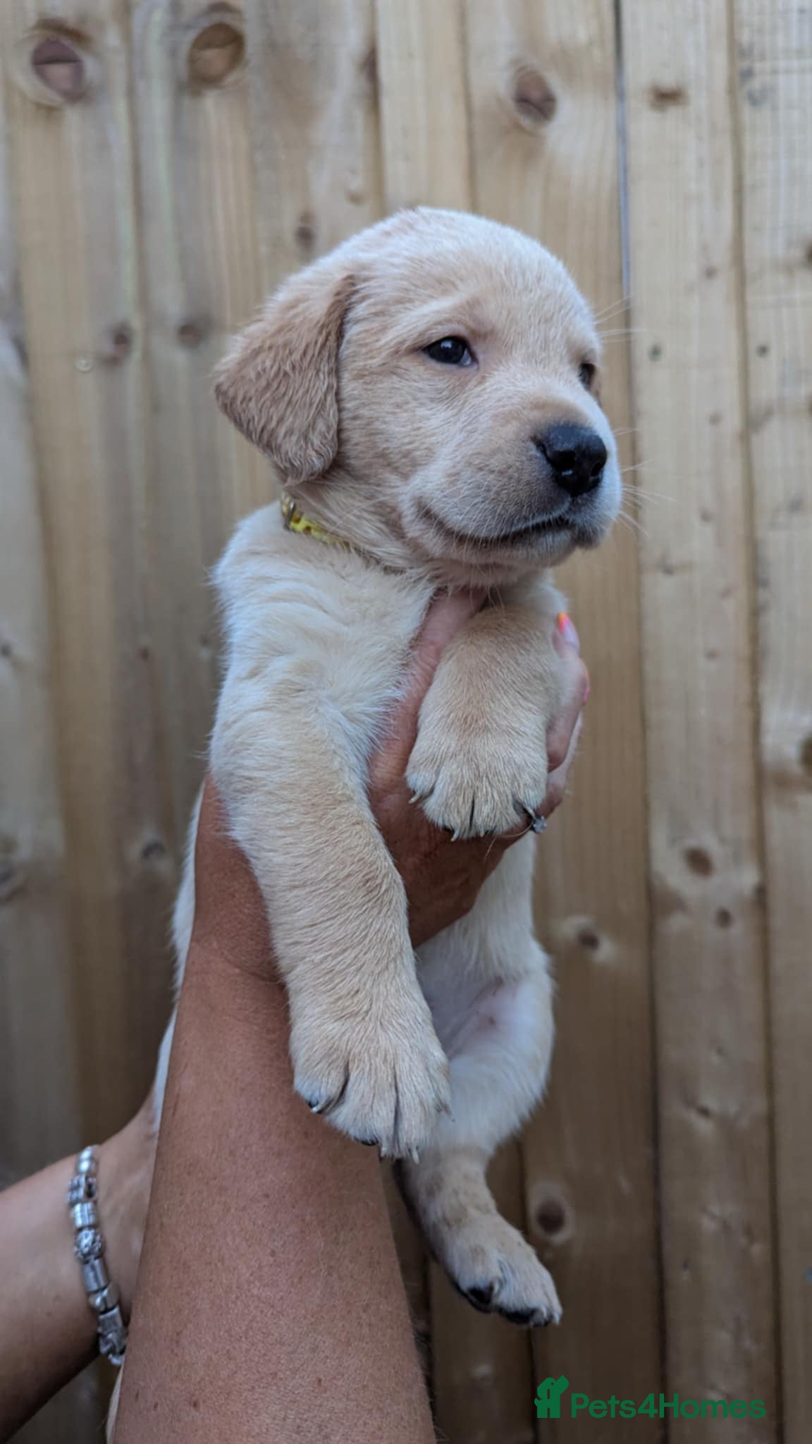Labrador Retriever dogs FOX RED/ YELLOW VET HEALTH TESTED LABRADOR PUPPIES - Advert 1
