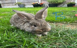 Continental Giant rabbits for sale: Two Male Continental Giant Rabbits For Sale  - Image 4
