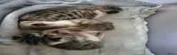 Mixed Breed cats for sale: Gorgeous bengal cross kittens. - Advert 9