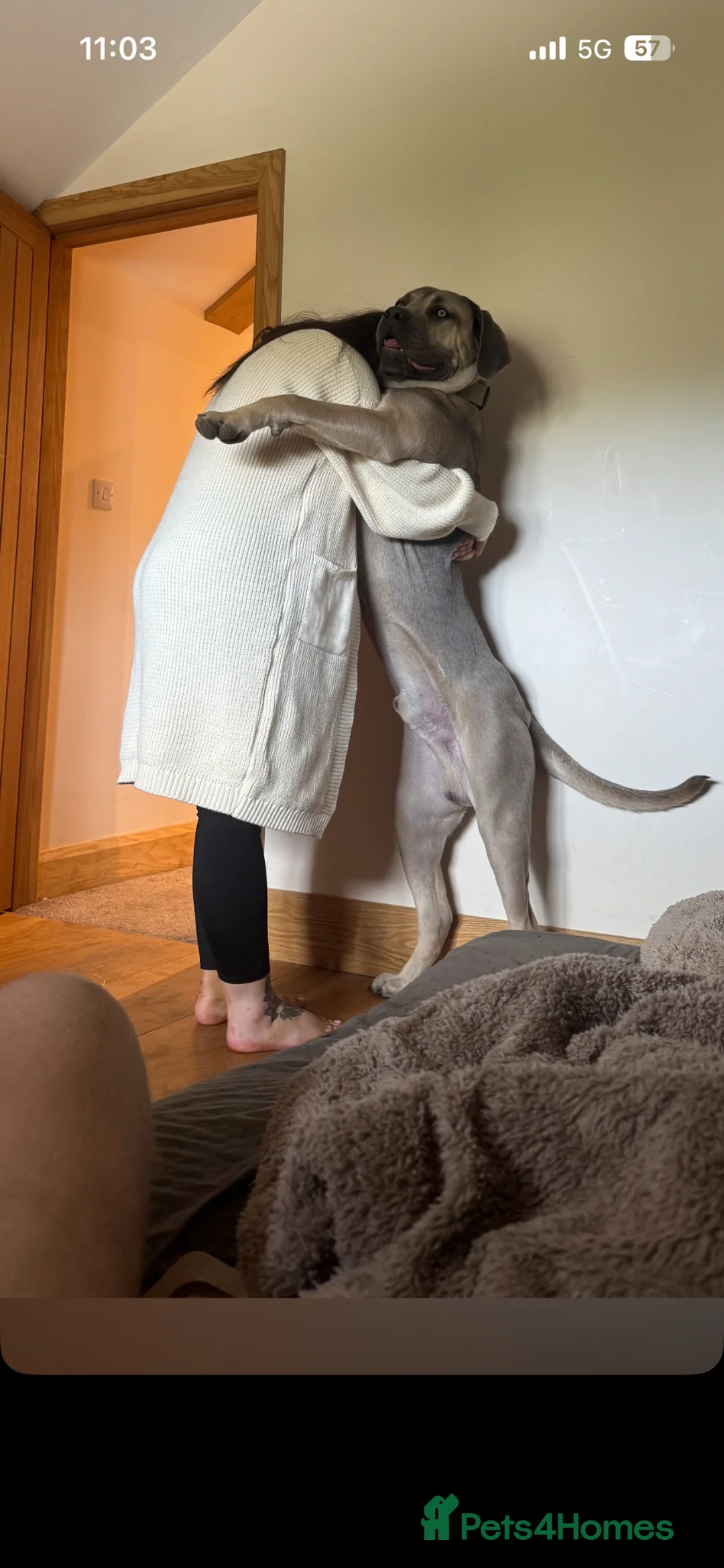 Cane Corso dogs for sale: 9 month old Cane Corso in Launceston - Advert 2