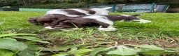 English Springer Spaniel dogs for sale: Ready Now!!! KC reg Springer Spaniel BOYS - Advert 9