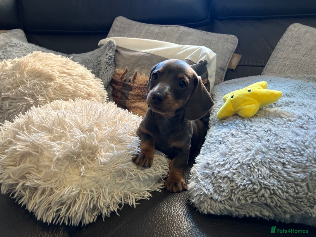 Miniature Dachshund dogs for sale: Adorable Blue and Tan puppies  - Image 5
