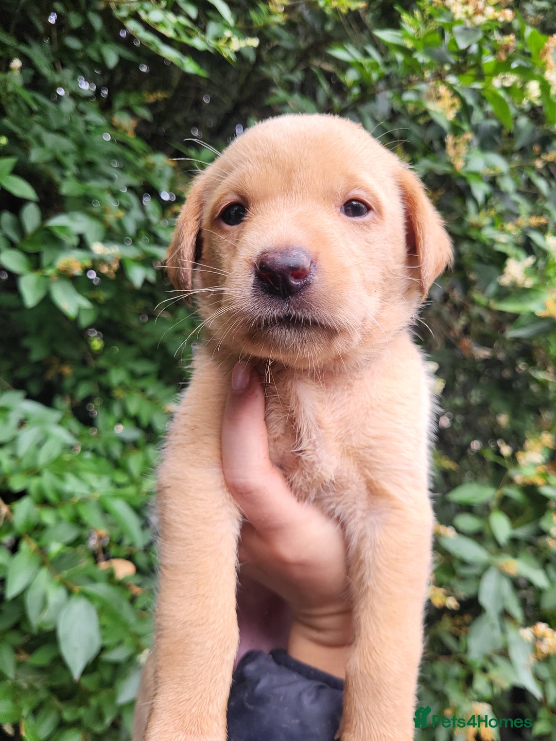 Labrador Retriever dogs for sale: Kc labrador puppies  - Image 6