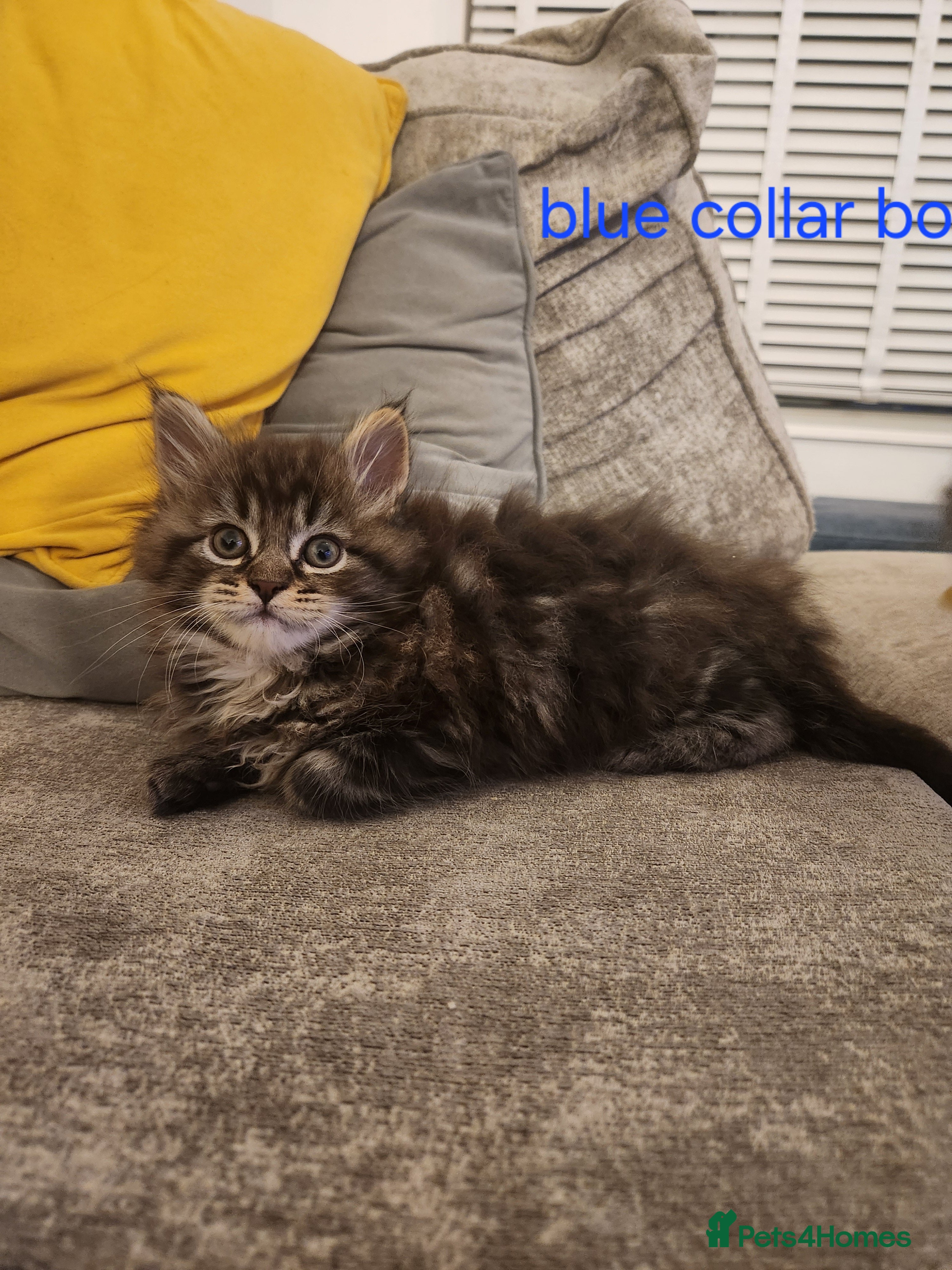 Maine Coon cats Pure Maine coon kittens 5 left boys 2  and 3 girls - Advert 9