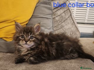 Maine Coon cats Pure Maine coon kittens ready now - Advert 13