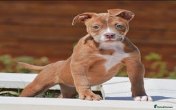 Olde English Bulldogge dogs for sale: 🛑23 YEARS🛑5⭐️APPROVED⭐️LICENSED  - Image 2