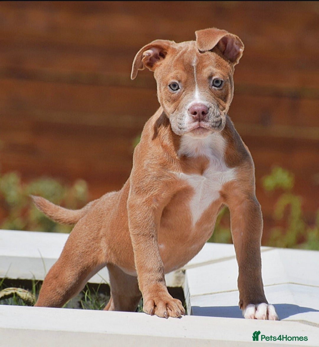 Olde English Bulldogge dogs for sale: 🛑23 YEARS🛑5⭐️APPROVED⭐️LICENSED  - Image 2