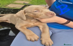 American Bully dogs for sale: American Bully Pups for sale - Image 26