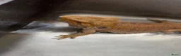Bearded Dragon reptiles for sale: Bearded Dragon + Full Vivarium Setup  in Stirling - Advert 6