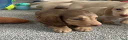 Dachshund dogs for sale: Stunning longhaired creams and shaded cream pups - Advert 15