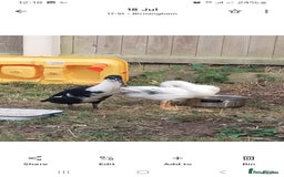 Mixed Breed poultry for sale: Indian runner ducks pair and hen - Image 4