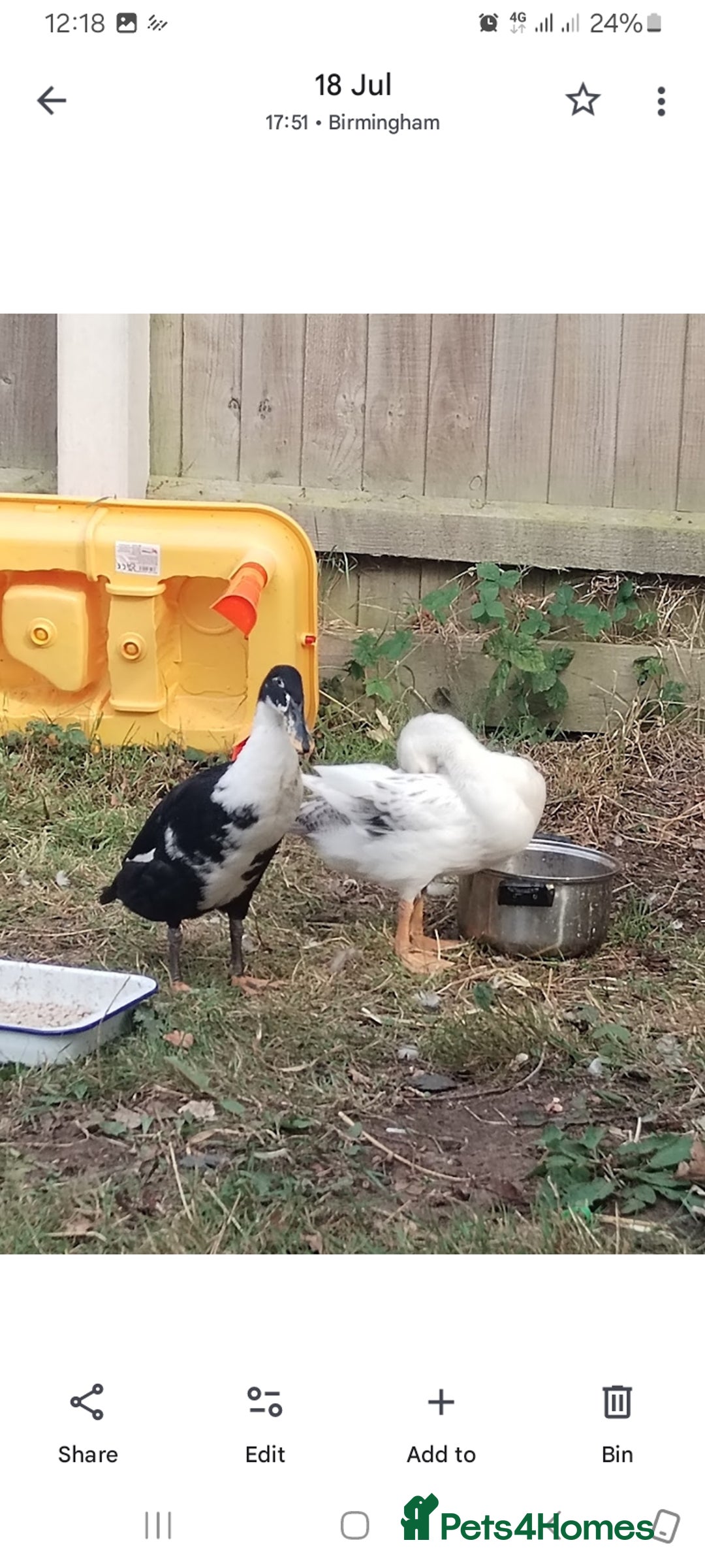 Mixed Breed poultry for sale: Indian runner ducks pair and hen - Image 4