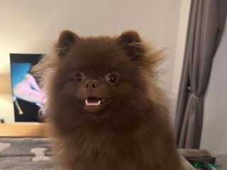 Pomeranian dogs Tiny Pom Princess, Darcy - Advert 6
