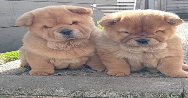 Chow Chow dogs - Advert 16