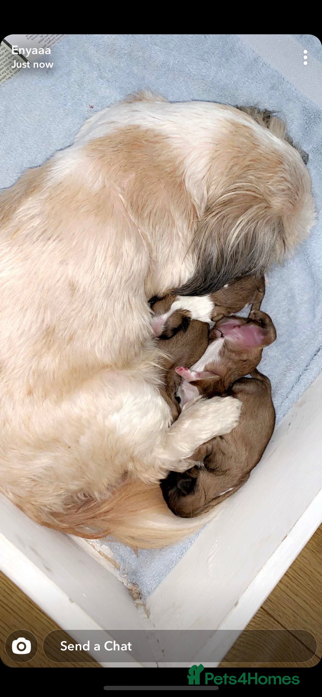 Shih Tzu dogs for stud: KC registered , beautiful stud dog in Cullompton - Advert 26