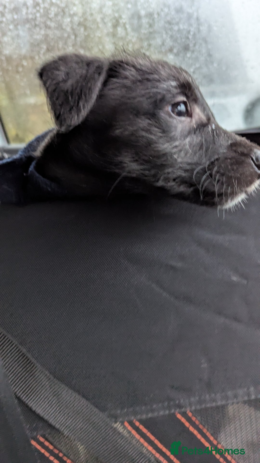 Mixed Breed dogs for sale: Lovely Lurcher puppy for rehome - Advert 8