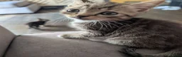 British Shorthair cats for sale: British short hair Savannah X  - Advert 3