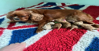 Cavapoo dogs - Advert 9