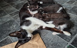 Mixed Breed cats for sale: Fluffy kittens - Image 1