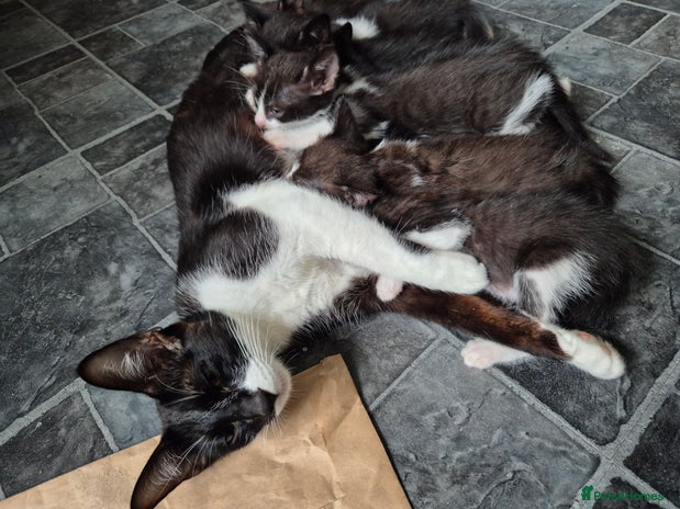 Mixed Breed cats - Advert 9