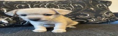 Mixed Breed 3