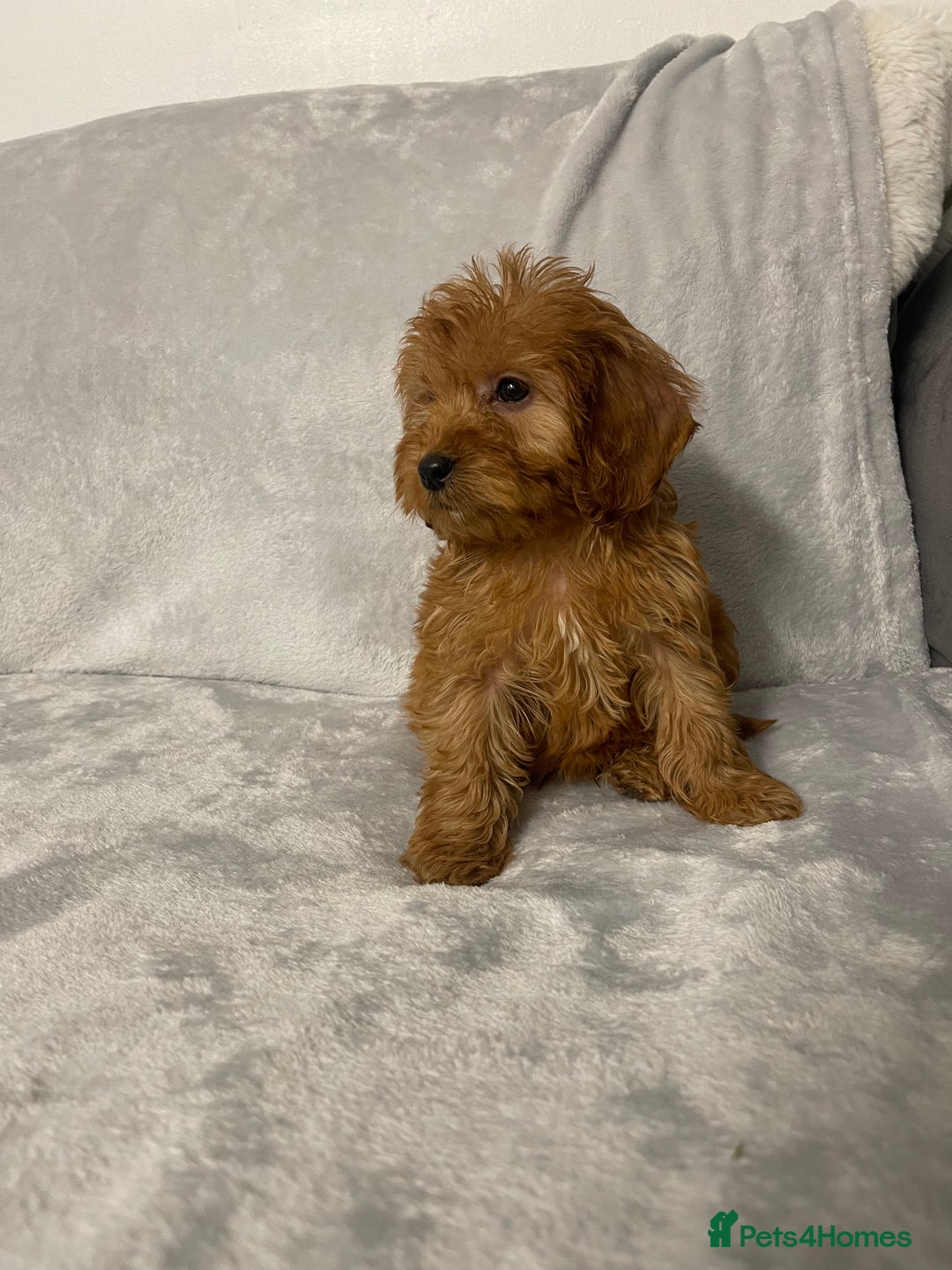 Cockapoo dogs for sale: 5 beautiful cockapoos  - Advert 8