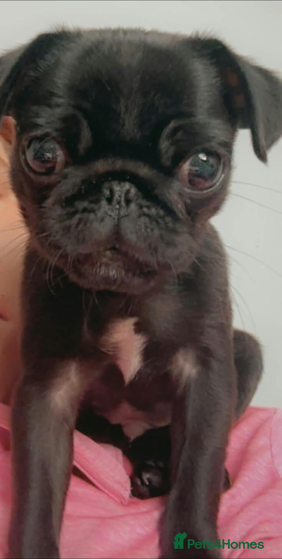 Pug dogs Pug male puppy  - Advert 2