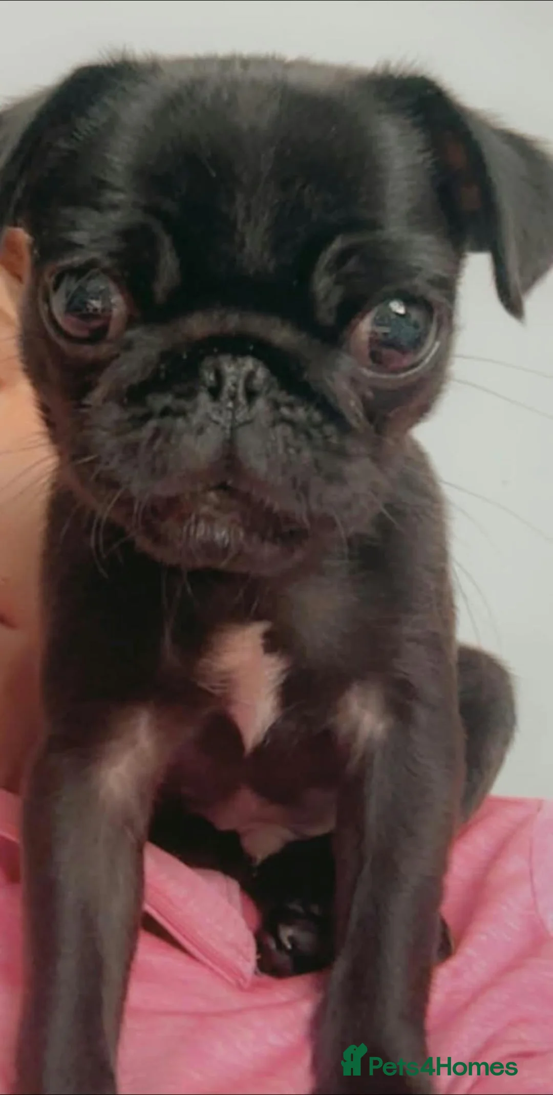 Pug dogs for sale: Pug male puppy  in Bishop Auckland - Advert 1