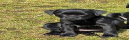 Mixed Breed dogs for sale: Border cross paterdale puppies. - Advert 5