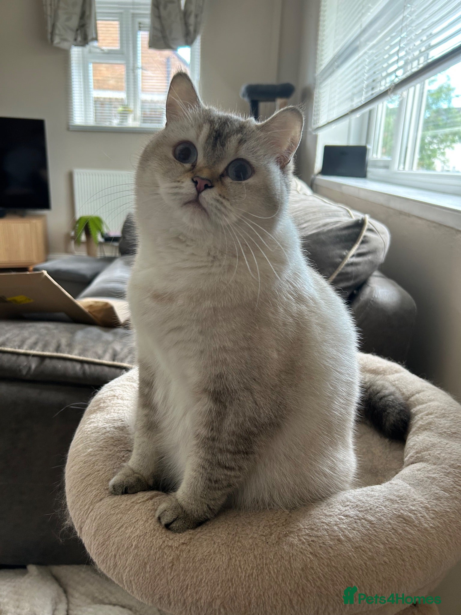 British Shorthair cats 💥READY NOW 💥Cute BSH Kittens  - Advert 1
