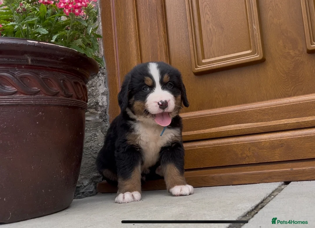 Bernese Mountain Dog dogs for sale: Bernese Mountain Dog Puppies - waiting list - Advert 8