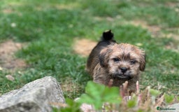 Mixed Breed dogs for sale: Stunning Norfolk terrier x jrt pups ready now - Image 21