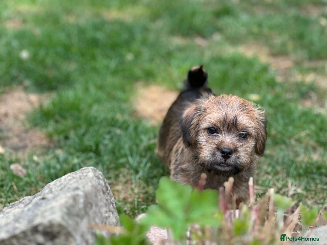 Mixed Breed dogs for sale: Stunning Norfolk terrier x jrt pups ready now - Image 21