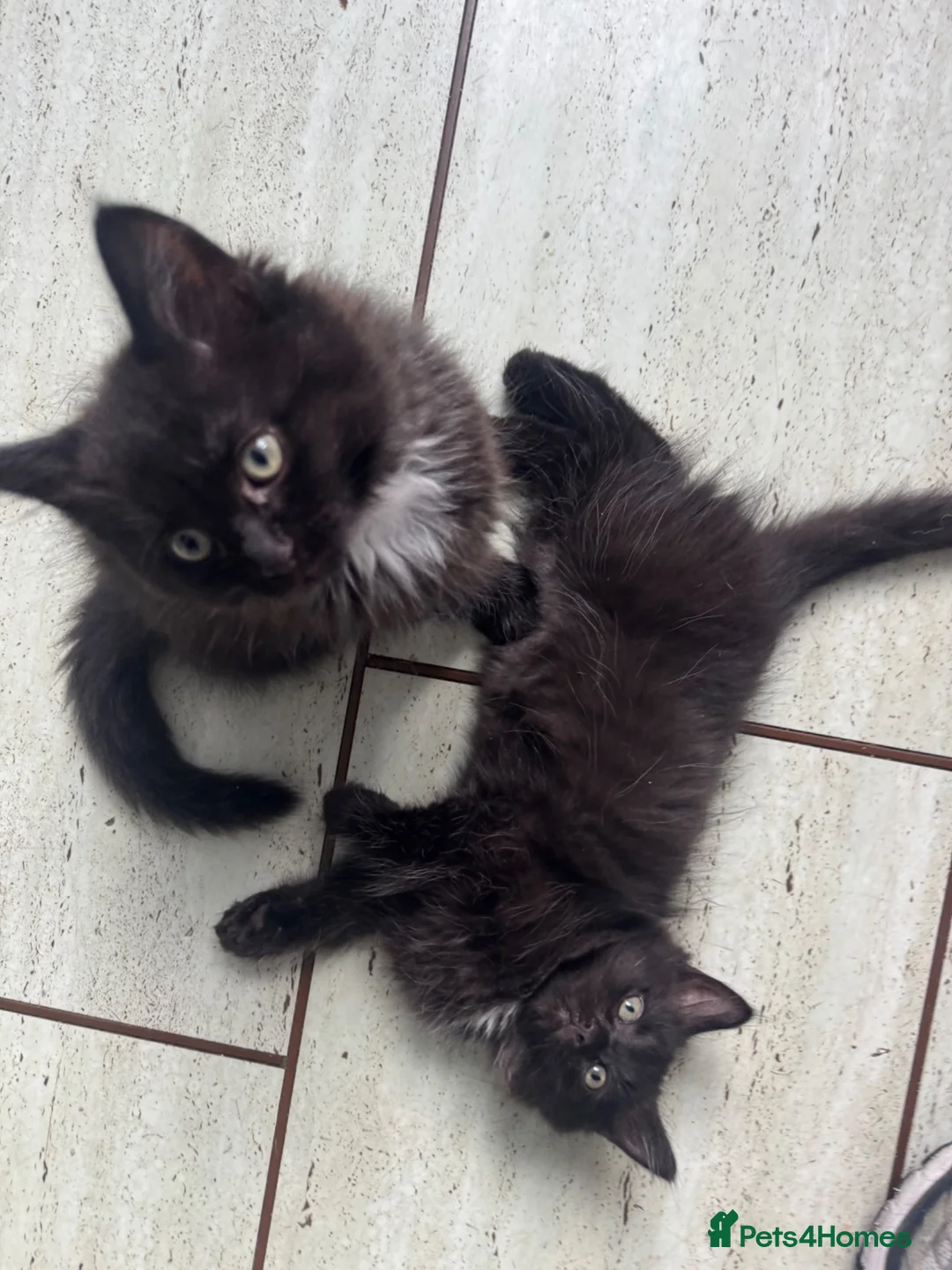 Ragdoll cats for sale: Last 2 ragdoll X babies  - Advert 6