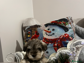 Miniature Schnauzer dogs Beautiful chocolate miniature schnauzer puppy - Advert 5