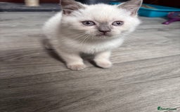 British Shorthair cats for sale: British shorthair GGCF Blue colourpoint kittens  - Image 6
