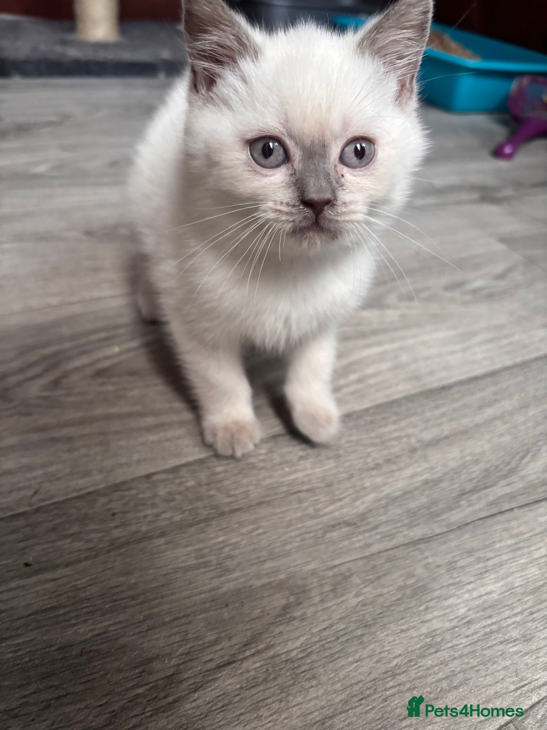 British Shorthair cats for sale: British shorthair GGCF Blue colourpoint kittens  - Image 6