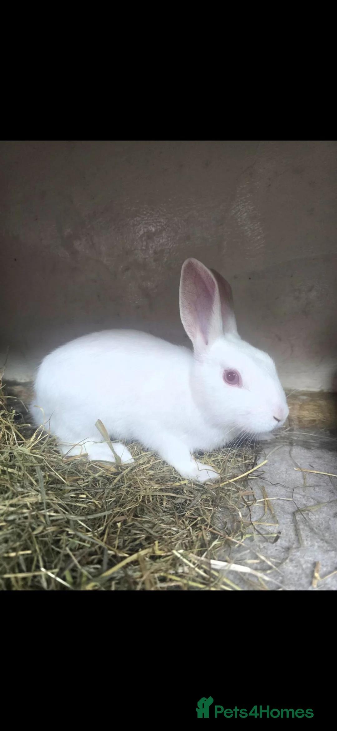 Mixed Breed rabbits for sale: Baby white bunny male rescue - Advert 2