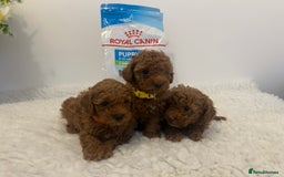 Toy Poodle dogs for sale: Kc registered,  fox red (Tiny) Toy poodles  - Image 14