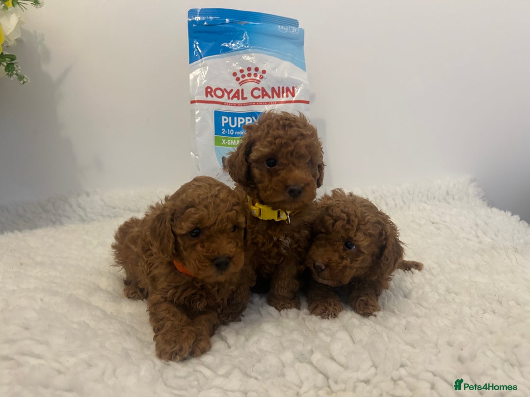 Toy Poodle dogs for sale: Kc registered,  fox red (Tiny) Toy poodles  - Image 14