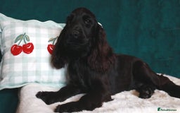 Cocker Spaniel dogs for sale: Gorgeous show cocker spaniel puppies for sale  - Image 8