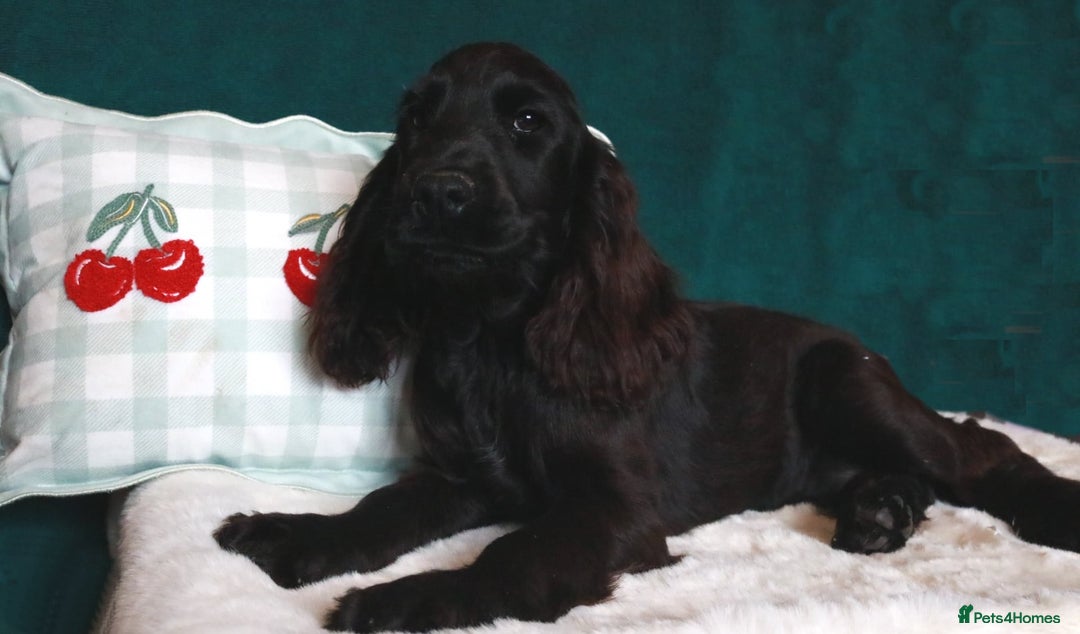 Cocker Spaniel dogs for sale: Gorgeous show cocker spaniel puppies for sale  - Image 8