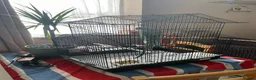 Parakeets birds for sale: Indian ring neck male - Advert 5